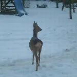 Ostseewald Rostock